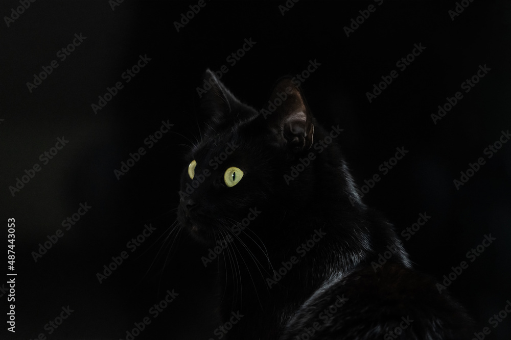 schwarze Katze im Halbprofil vor schwarzem Hintergrund