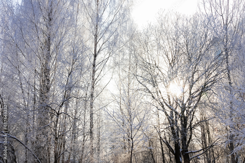 Dense frost-covered bare tree branches against bright sun Dense frost-covered bare tree branches against bright sun