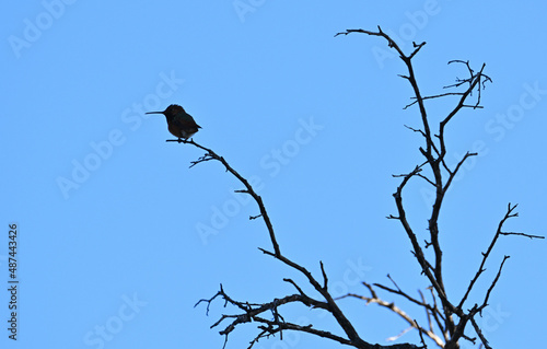 Silhouette of Rufous hummingbird perched on branch.