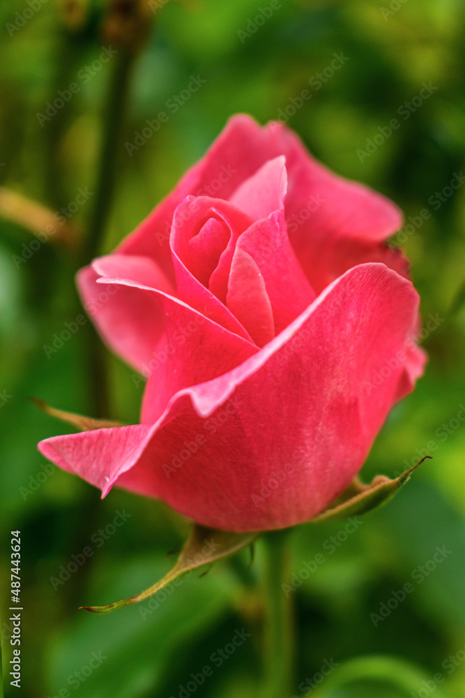 Beautiful and young pink rose