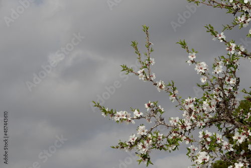Almond tree flowers with copy space. Spring white flowers on a tree branch. Almond tree in bloom on a cloudy sky.
