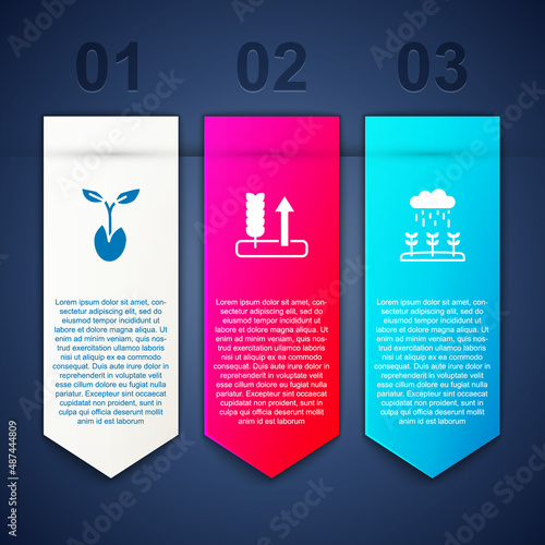Set Sprout, Wheat and Plant sprouts grow in the rain. Business infographic template. Vector