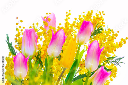 tulip. Bush of yellow spring flowers mimosa isolated on white background.