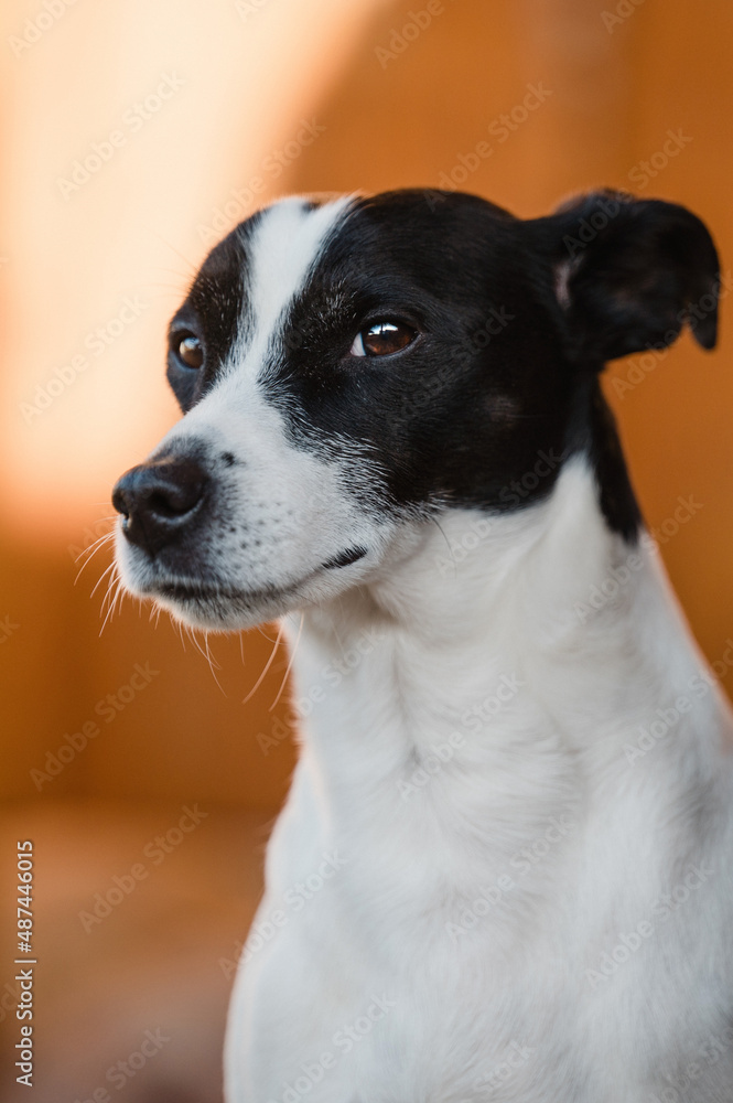 skeptischer Blick von einem Jack Russel Rüden - hübscher Hund im Porträt 
