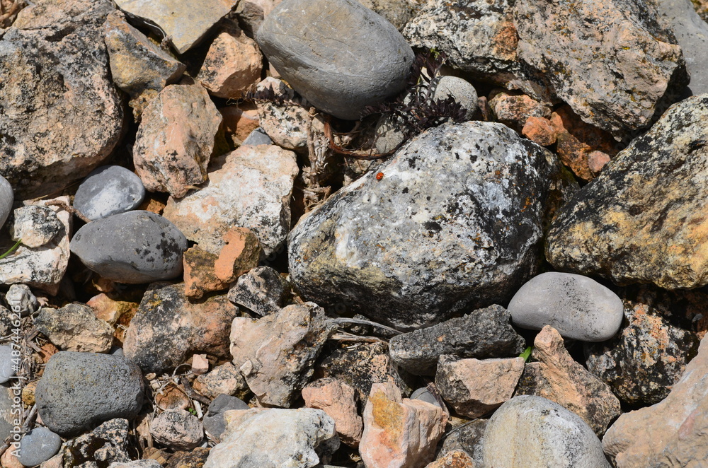 rock texture and beetle, mariquita rock texture and beetle, mariquita