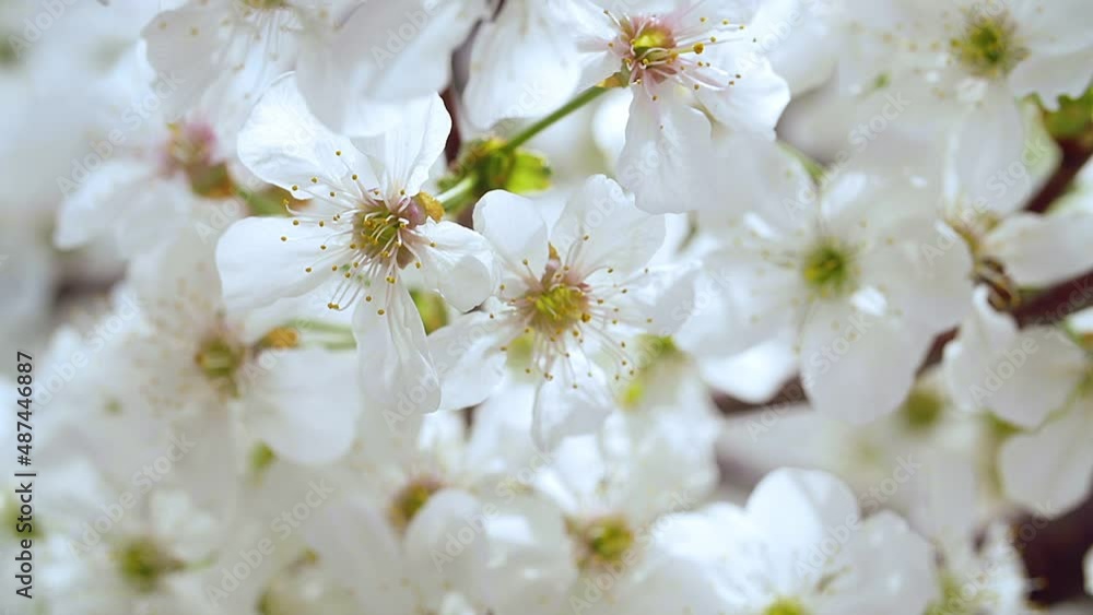 Close-up garden of blooming cherry trees with white flowers in spring. The Cherry Orchard Close-up garden of blooming cherry trees with white flowers in spring. The Cherry Orchard