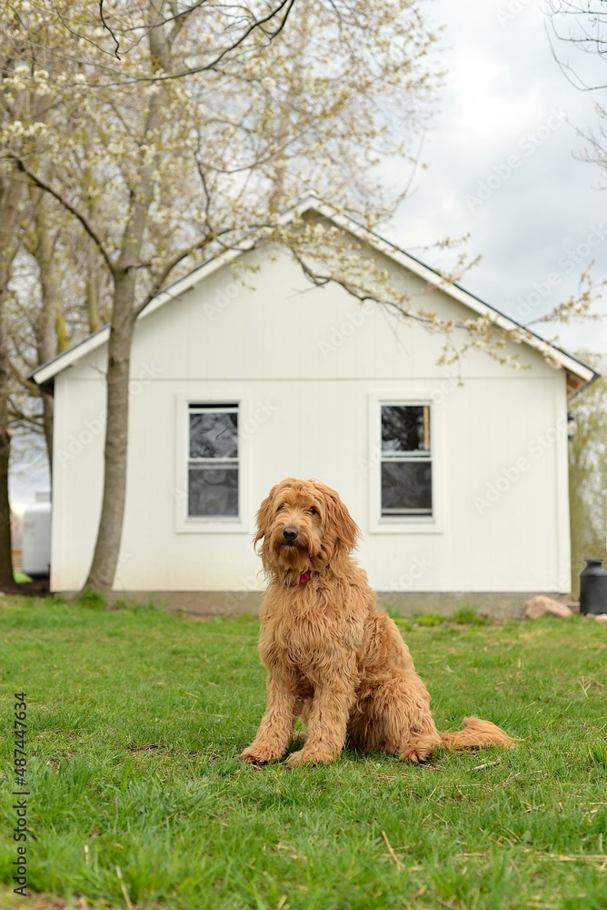 tan-colored, curly-haired Goldendoodle sitting outdoors. Happy and healthy dog smiling.