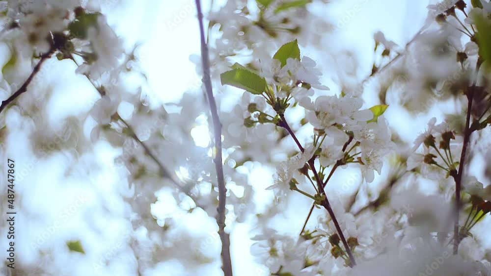 Close-up garden of blooming cherry trees with white flowers in spring. The Cherry Orchard Close-up garden of blooming cherry trees with white flowers in spring. The Cherry Orchard