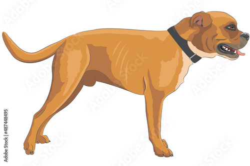 Big yellow Dogue de Bordeaux male isolated on white background.