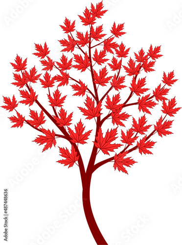 Maple tree sapling with red leaves