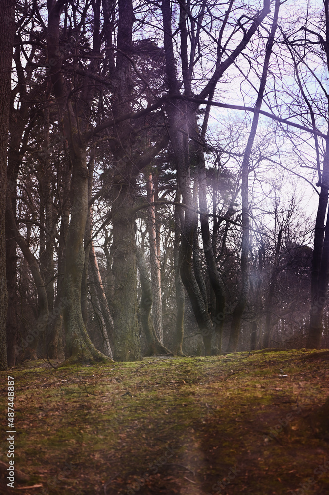 Obraz premium Dreamy forest in winter