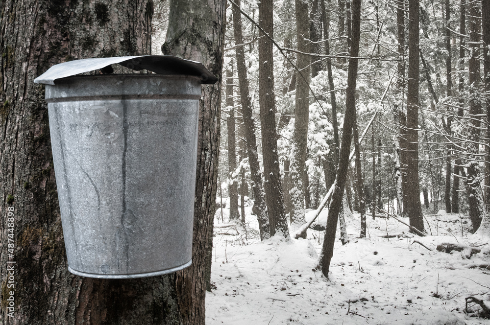 In New England and elsewhere, galvanized sap buckets such as this one are traditionally used to