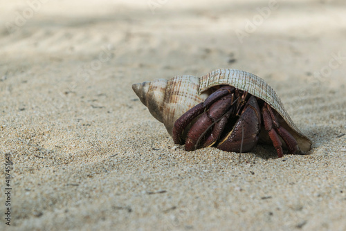 Giant Caribbean Hermit Crab on a Beach in The Bahamas