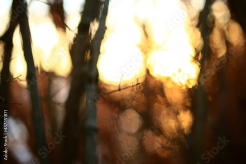 Fotografia Abstract defocused shot of glowing sunset and thicket