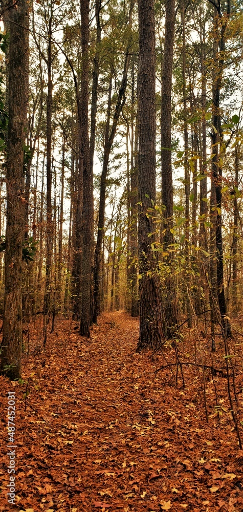 Obraz premium autumn in the forest