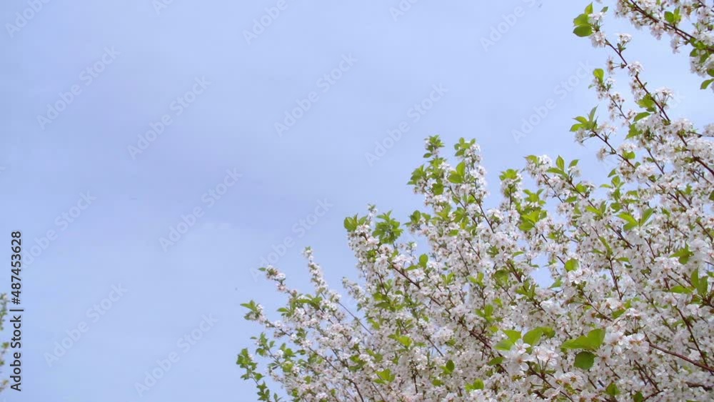 Garden of blooming cherry trees with white flowers in spring. The Cherry Orchard Garden of blooming cherry trees with white flowers in spring. The Cherry Orchard