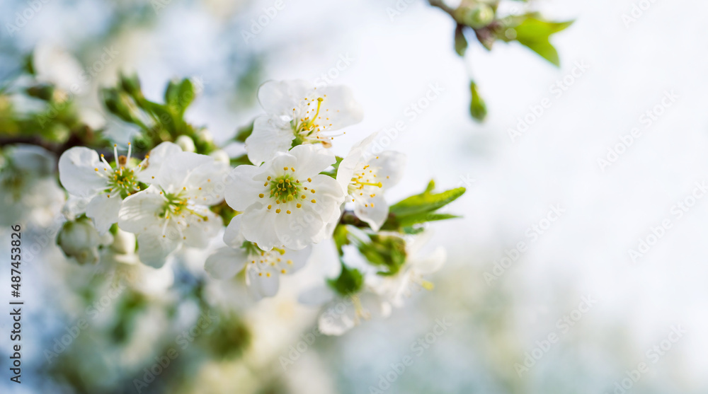 Blooming cherry orchard. Spring background with white flowering branches against the sky, soft focus