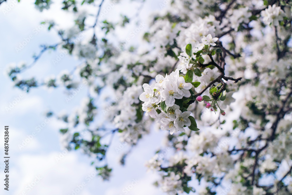 Blooming apple orchard. Spring background with white flowering branches against the sky, soft focus