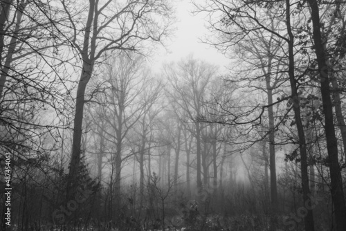 leafless trees covered with fog in the early morning