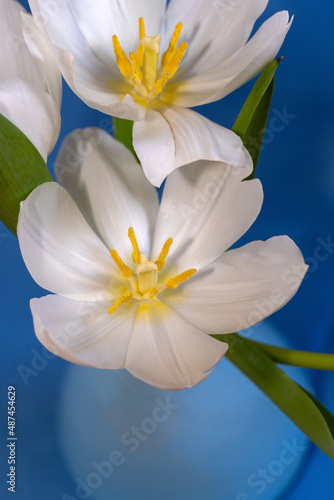 Fototapeta Naklejka Na Ścianę i Meble -  Weiße Tulpen in einer Vase