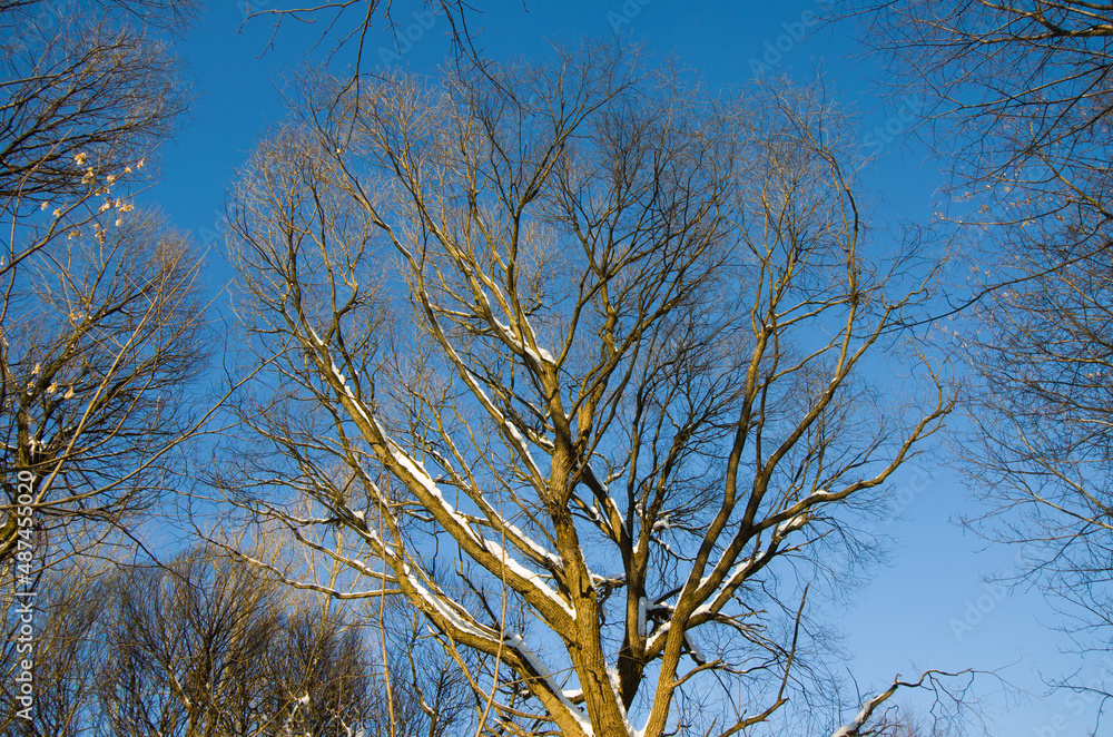 Tree without leaves in winter against a clear blue sky Tree without leaves in winter against a clear blue sky