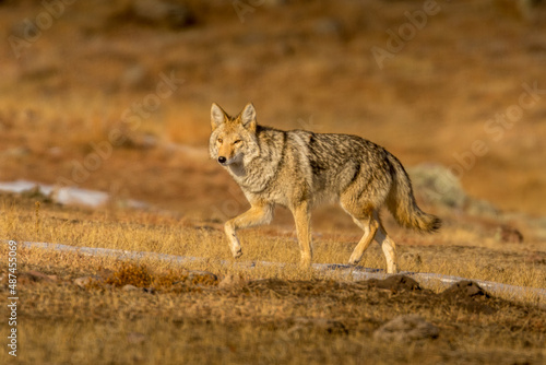 Hunting Coyote