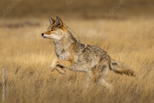 Coyote Running © Dennis Laughlin