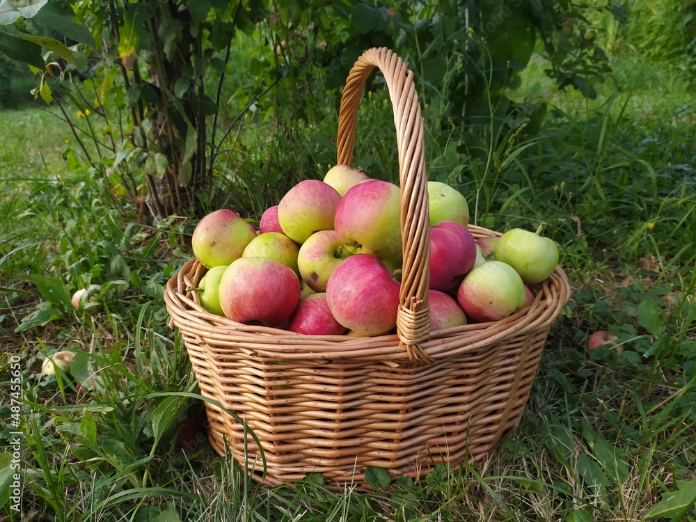 apples in a basket apples in a basket