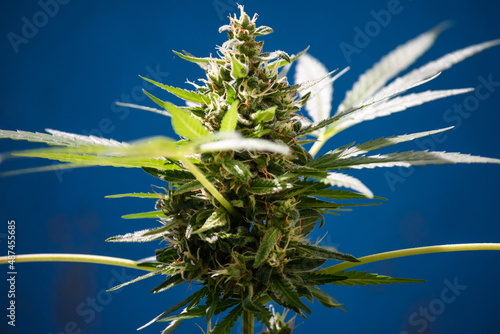 Growing marijuana at home. Cannabis leaves under the sun