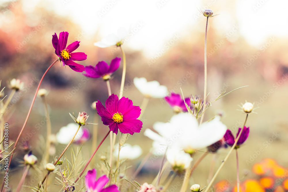 beautiful summer garden background  colorful daisy flowers