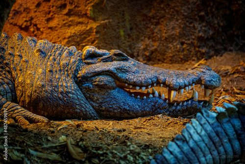 close up of a crocodile