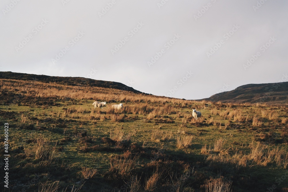 Fototapeta premium Sunset View of Scotland Highlands with sheep and grass in Isle of Skye