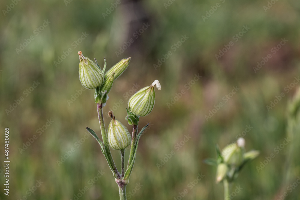 Knospen Blasen Leimkraut
