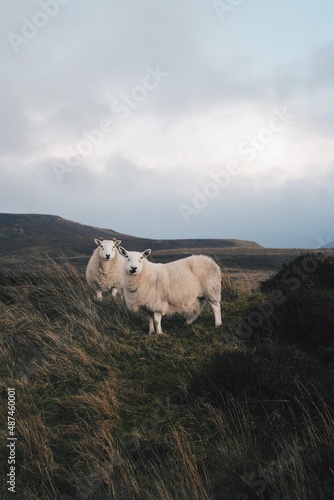 Curious Cute sheep looking into camera, on hill in highland scotland, in Isle of Skye, Scotland, United Kingdom