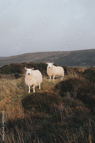 Wildlife Portrait of Two Sheep on Hills on Scotland Highlands