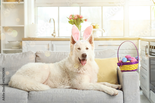 Funny white dog with bunny ...