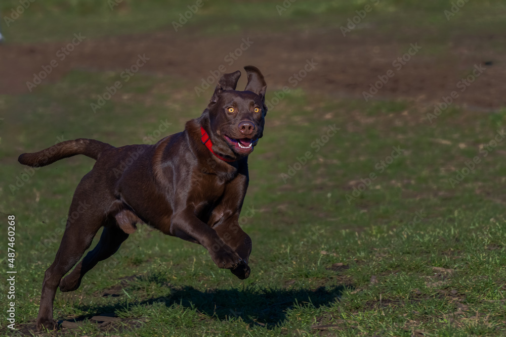 2022-02-13 A CHOCOLATE LABRADOR WITH BRIGHT YELLOW EYES AND A BROGHT RED COLLAR JUMPING INTO THE AIR AT THE OFF LEASH AREA AT MARYMOOR PARK IN REDMOND WASHINGTON 2022-02-13 A CHOCOLATE LABRADOR WITH BRIGHT YELLOW EYES AND A BROGHT RED COLLAR JUMPING INTO THE AIR AT THE OFF LEASH AREA AT MARYMOOR PARK IN REDMOND WASHINGTON