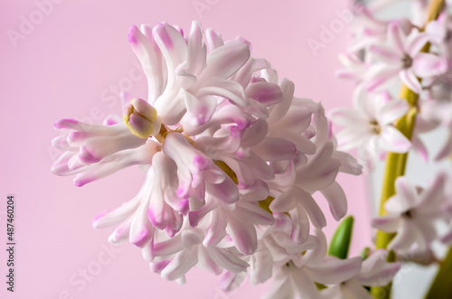 Hyacinth flower with pink-white petals