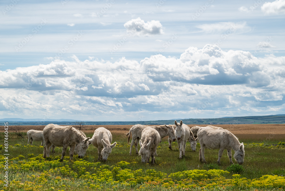 Obraz premium Herde von weißen Eseln in gelber Blumenwiese stehend