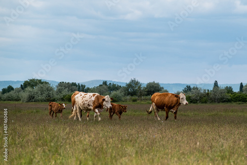 Kühe mit Kälbern überqueren Wiese auf dem Weg in den stall © Ingeborg Zeh