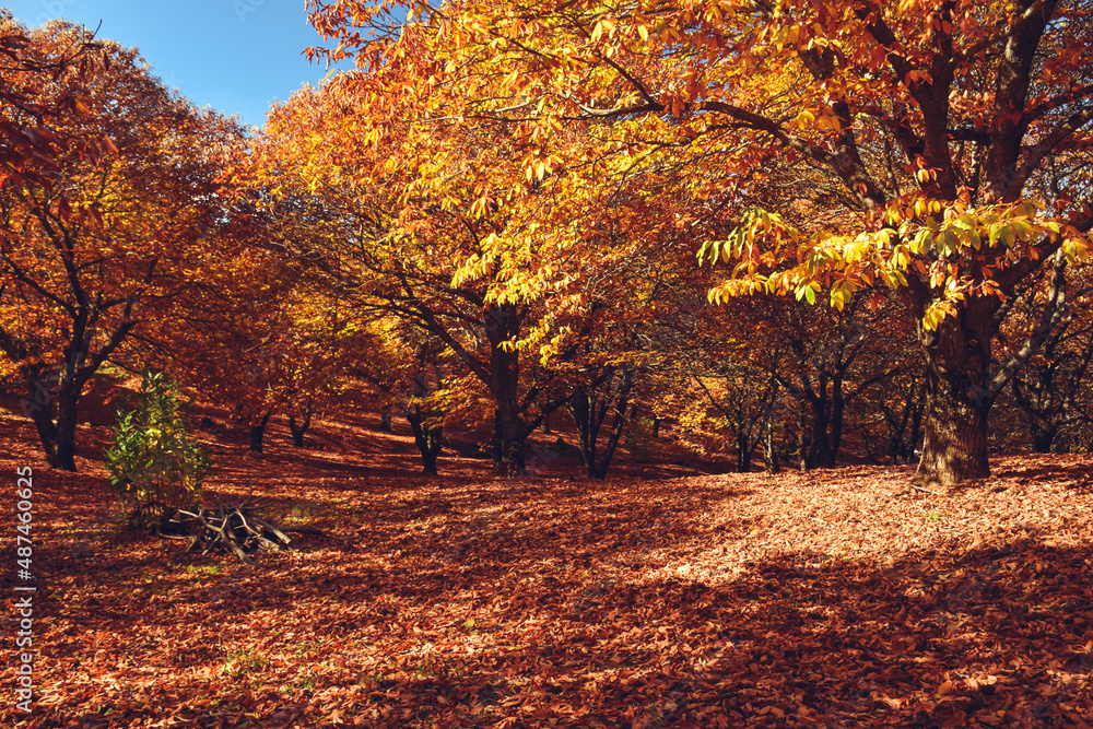 Chestnut forest with fallen leaves on the ground and autumn colors