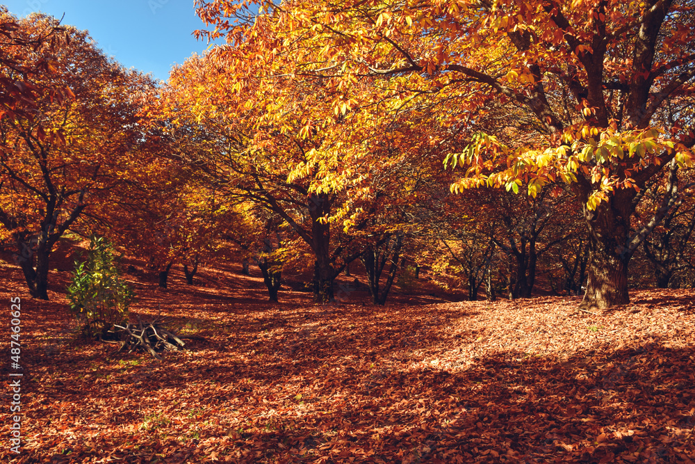 Obraz premium Chestnut forest with fallen leaves on the ground and autumn colors