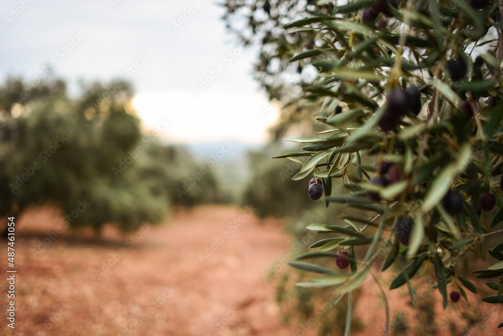 Close-up of an olive tree with olives at various levels of ripeness and colors, with a field of olive trees in the background