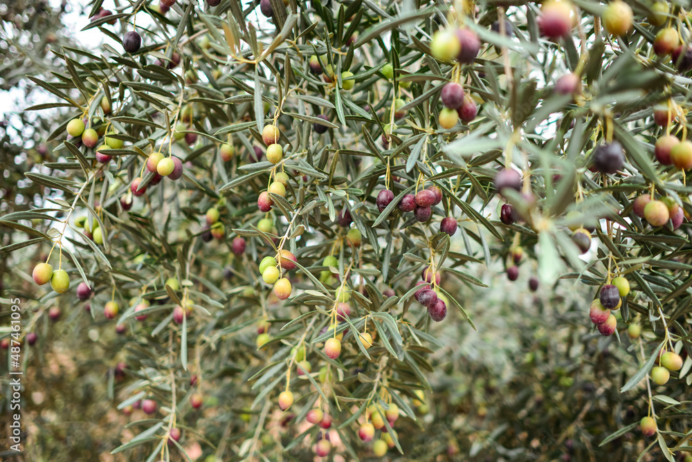 Close-up of an olive tree with olives at various levels of ripeness and colors