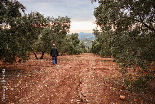Anonymous man walking in olive cultivation in Andalusia at sunset © Juan Alberto Ruiz