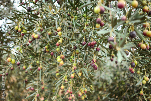Obraz na płótnie Close-up of an olive tree with olives at various levels of ripeness and colors w salonie