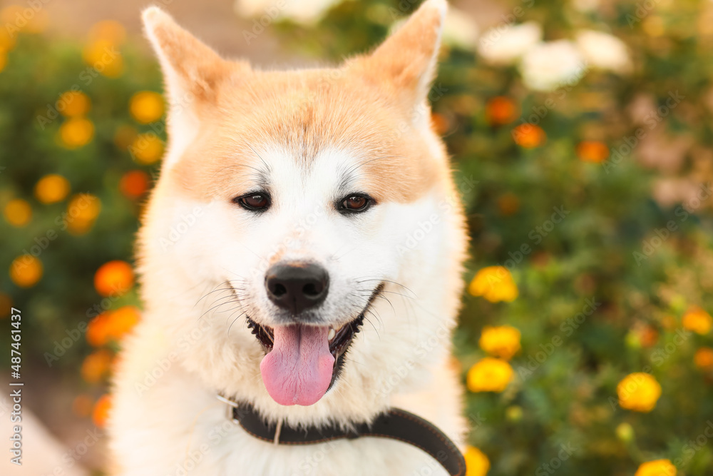 Cute Akita Inu dog outdoors, closeup