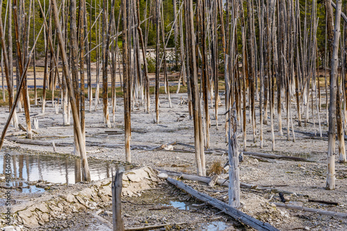 Forest of dead trees next to some hot spring outcrops in the Norris Geyser Basin area of ​​Yellowstone National Park