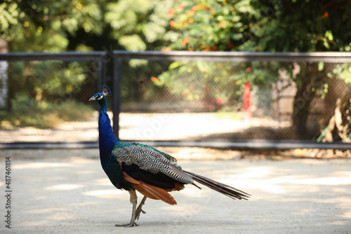 Beautiful peacock in zoolog...