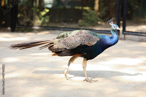 Beautiful peacock in zoolog...